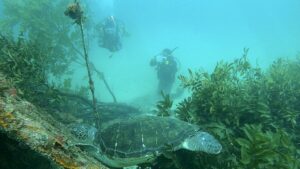 川奈ビーチはあっちもこっちもマイワシの大群！　2026-4-26