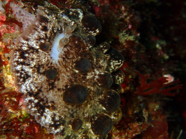 アマクサウミウシ