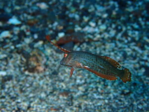 ホシテンス幼魚