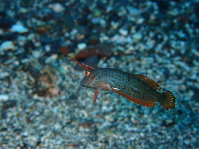 ホシテンス幼魚