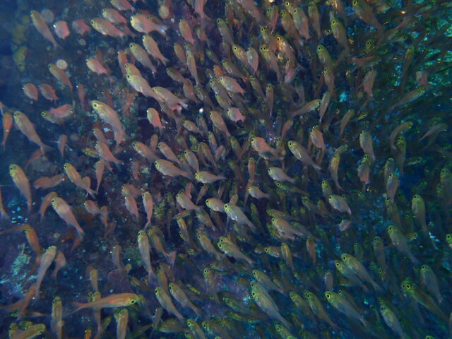 キンメモドキの群れ