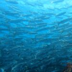 八幡野ビーチでボラクーダに遭遇！2026-4-3