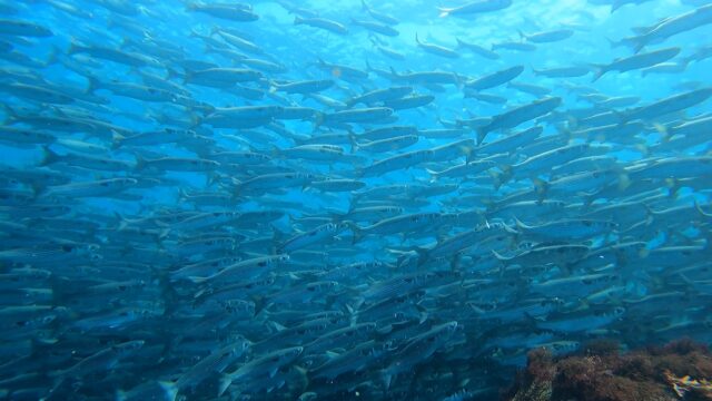 八幡野ビーチでボラクーダに遭遇！2026-4-3