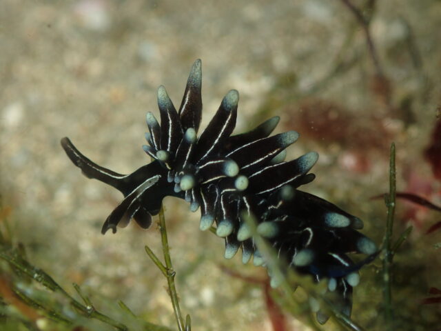 クロモウミウシ