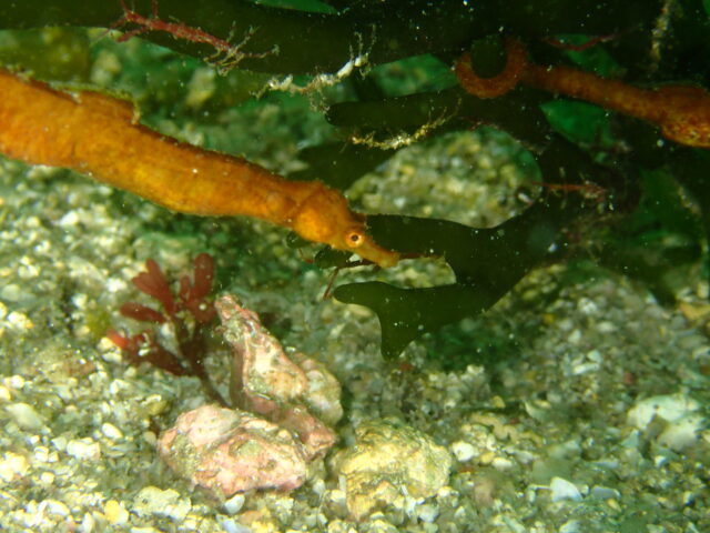 ミルにタツノイトコ