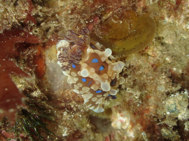 ミヤコウミウシ