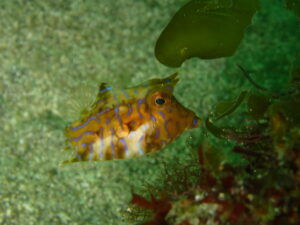 シマウミスズメ幼魚
