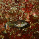 ちっちゃいが大集合!ウミウシ&幼魚がアツい川奈ビーチ 2026-4-6