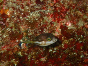 キタマクラ幼魚