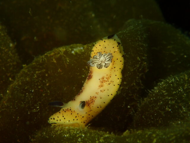 ゴマフビロードウミウシ