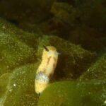 春の海は宝探し♪ウミウシ祭りの川奈ビーチ 2026-4-7