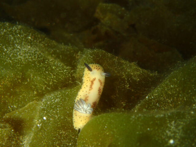 春の海は宝探し♪ウミウシ祭りの川奈ビーチ 2026-4-7