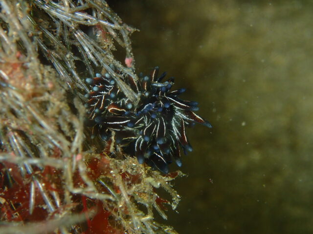 クロモウミウシ