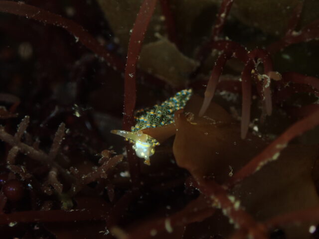 ゴシキミノウミウシ