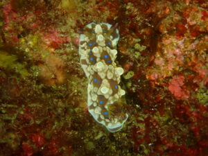 ミヤコウミウシ