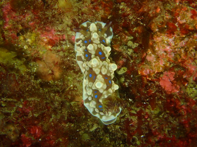 ミヤコウミウシ