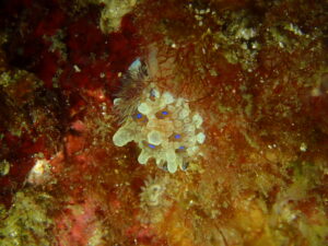 ミヤコウミウシ小