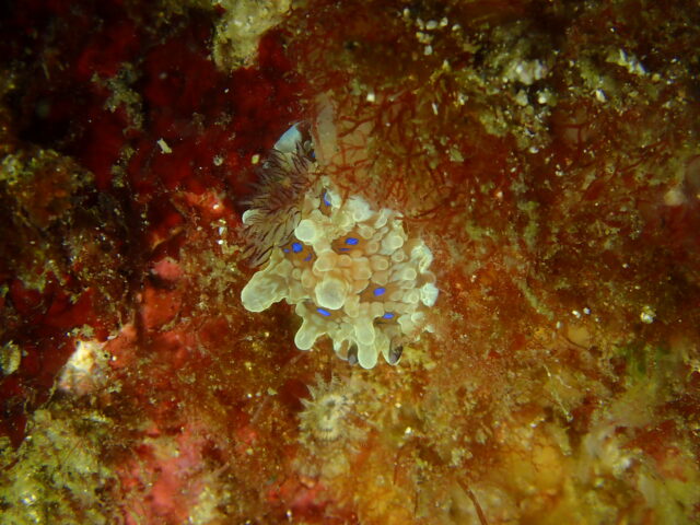 ミヤコウミウシ小