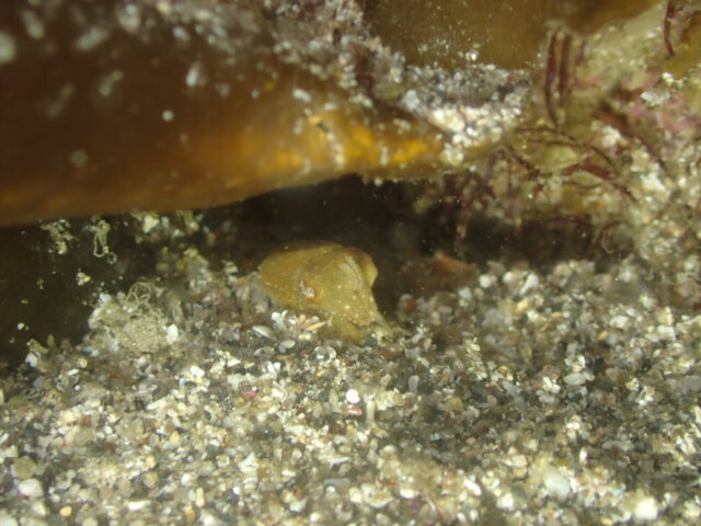 コウイカ赤ちゃんが威嚇している