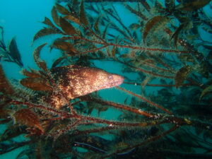 水温も上がって快適♪川奈ビーチでAOW講習!2026-5-14