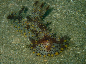 ヒカリウミウシ