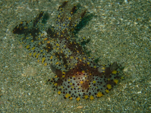ヒカリウミウシ