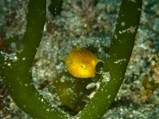 シマウミスズメ幼魚