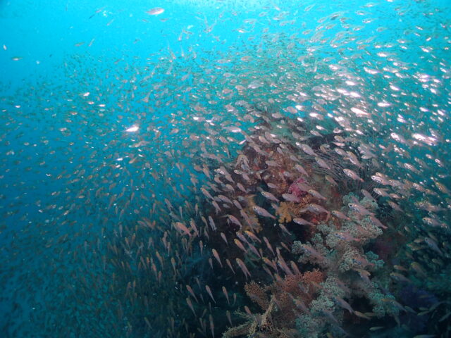ウバコーラルの魚の群れ