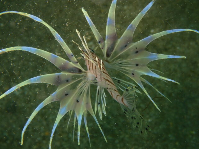 ハナミノカサゴ幼魚