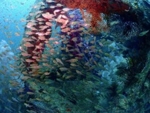 川奈ビーチもボートも魚影が濃い！2026-6-22