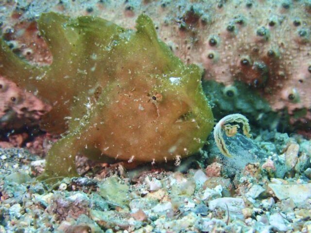 カエルアンコウ