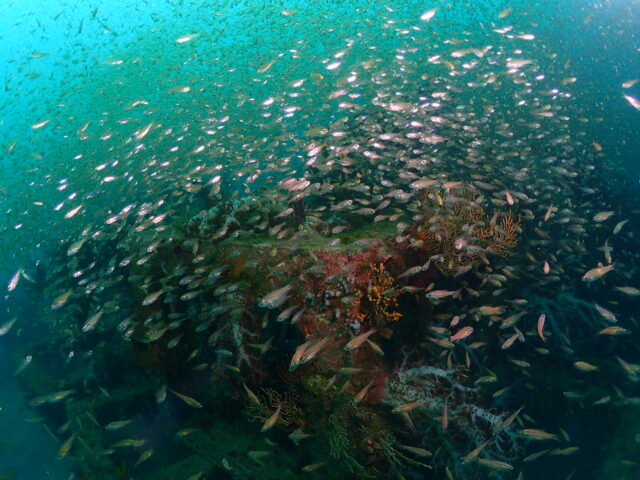 ウバコーラル魚の群れ