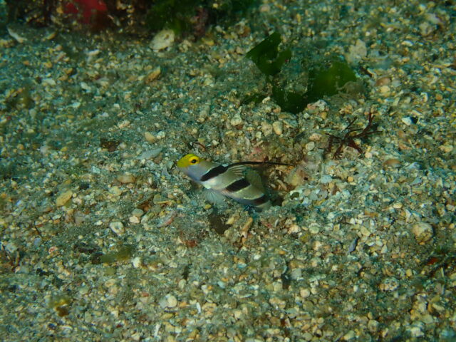 ヒレナガネジリンボウ