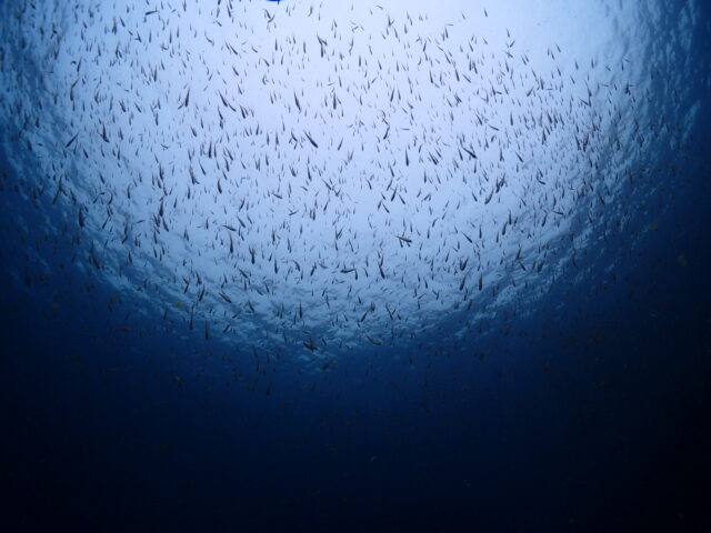 魚の群れを見上げた写真