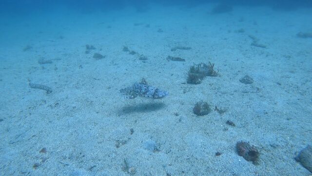 コブシメ