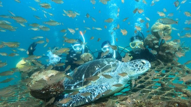 やぐらのカメ