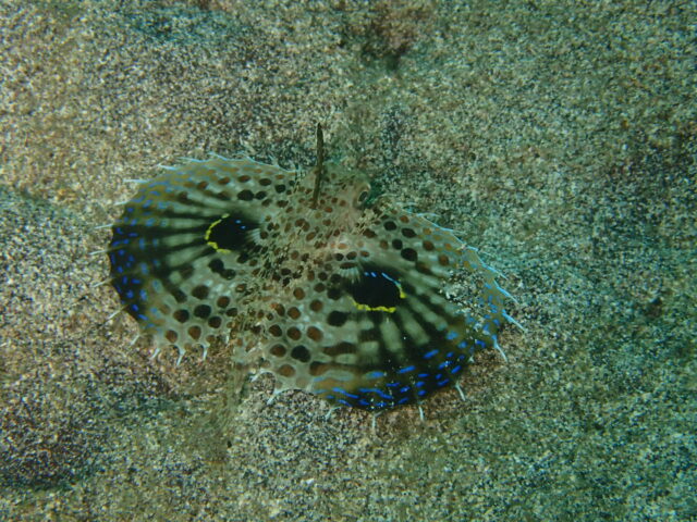 セミホウボウ幼魚