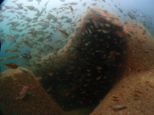 テトラポット沿いの魚の群れ