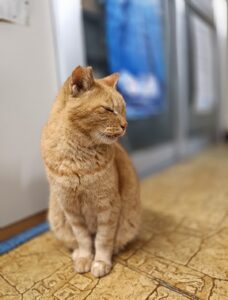 ネコ