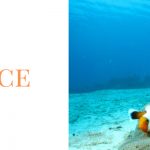 ファンダイビング料金表|伊豆っこダイビング