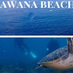 東京から最短90分。ダイビングポイント「川奈」|伊豆っこダイビング