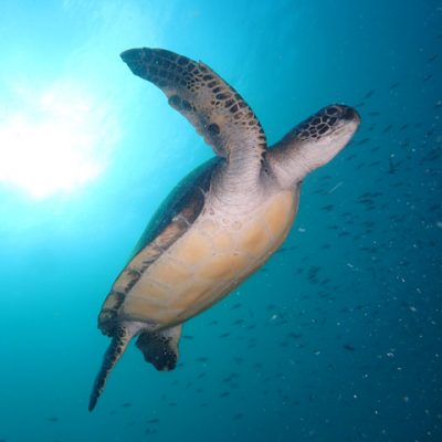 川奈に住むアオウミガメ